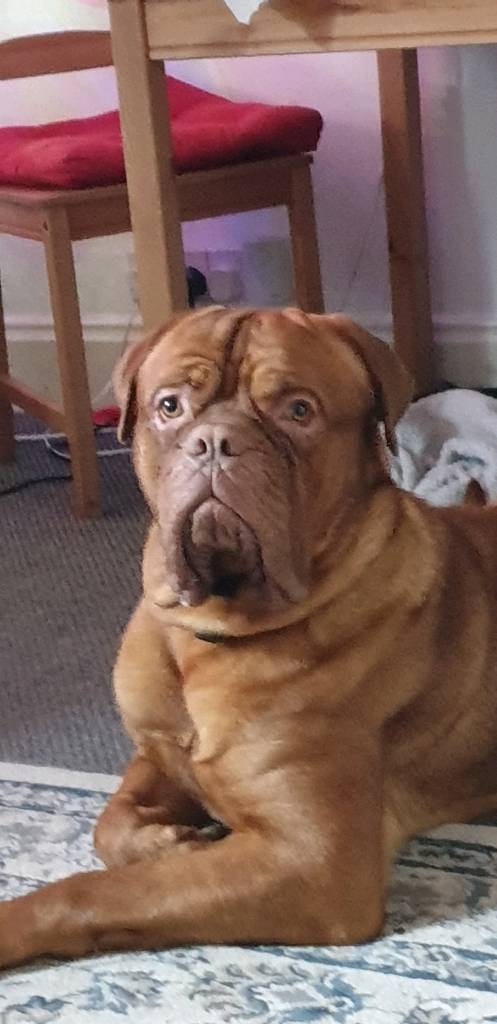 dogue de bordeaux for sale gumtree